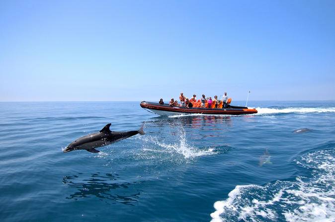 Dolphin Watching